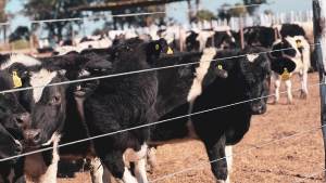 Feedlot cooperativo en Santa Fe: Holando Argentino logra carne premium con 1.250 kg diarios y 30% menos costo