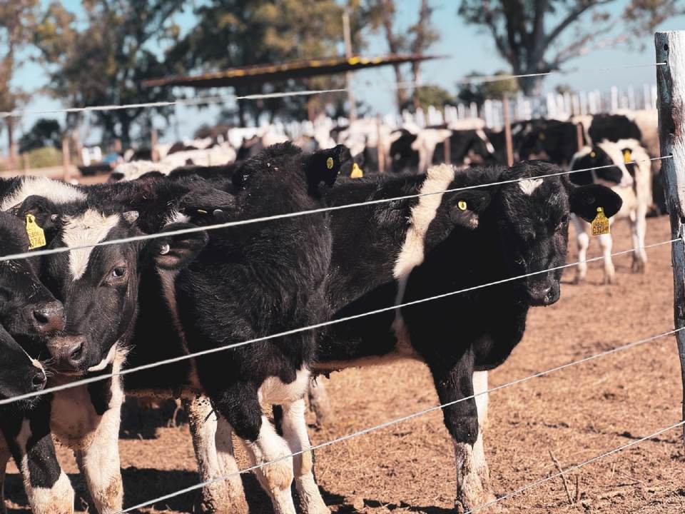 Feedlot con raza típicamente lechera. Foto: gentileza Uncoga.