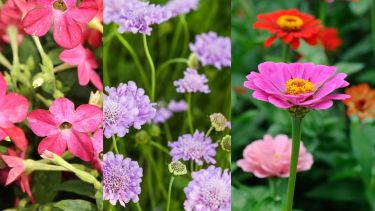 Tres flores ideales para sembrar en septiembre y perfumar tu jardín