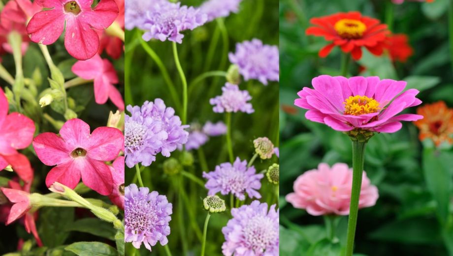 La Zinnia elegans, conocida popularmente como flor de papel, aporta intensidad visual al jardín.