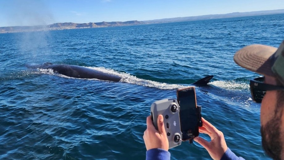 Científicos del CONICET confirman el aumento de la población de ballena sei en el Mar Argentino (Cenpat/Conicet).
