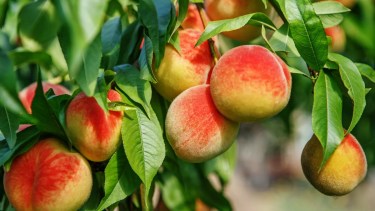 Frutas de carozo en Río Negro y Neuquén: su último gran récord, con una protagonista indiscutida