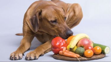 Qué frutas y verduras pueden comer los perros sin riesgo