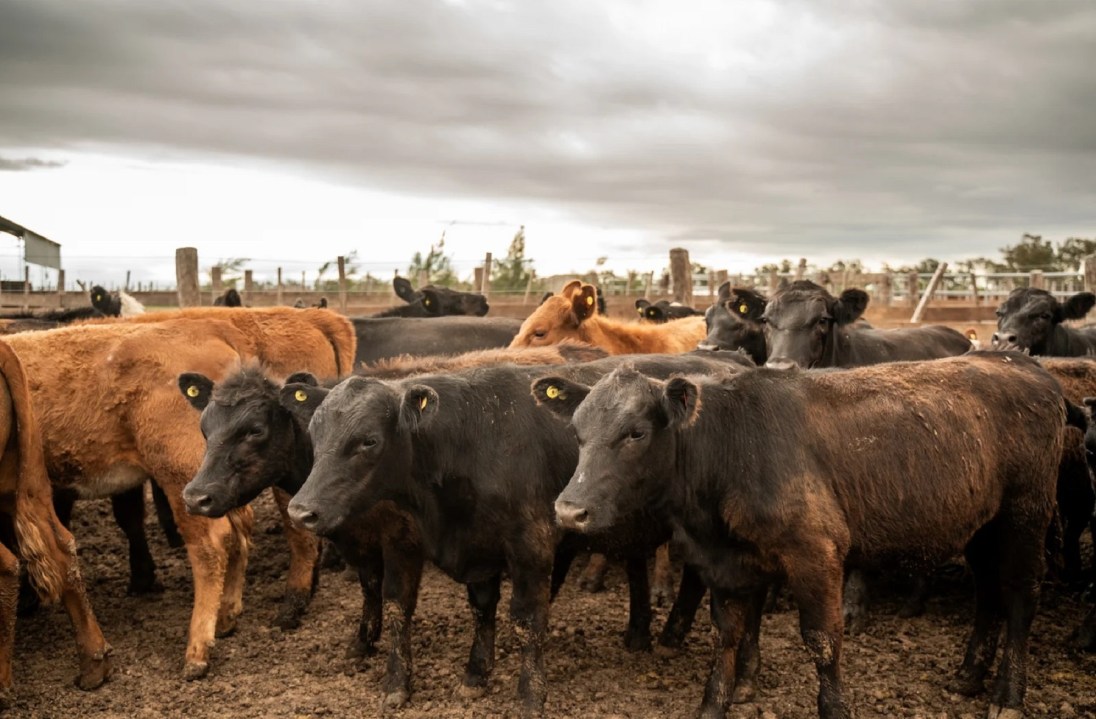 La firma de Córdoba tiene 5.300 cabezas propias. Foto: gentileza El Cortijo.