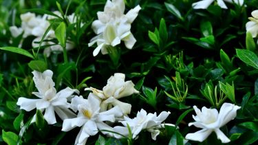 La planta arbustiva con flores perfumadas que embellece cualquier jardín y es fácil de cuidar