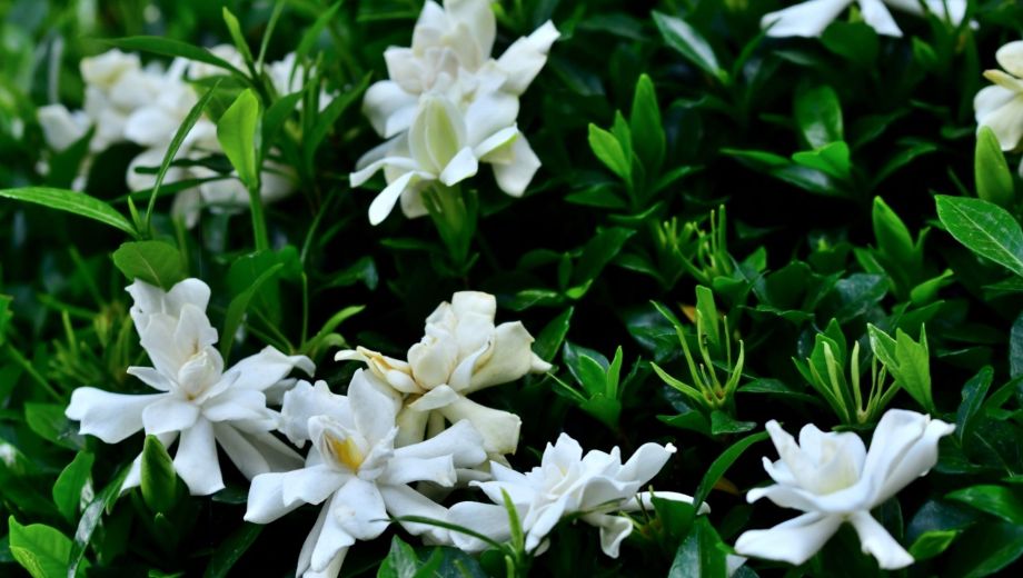 Además de su belleza y perfume, la gardenia es un arbusto que puede crecer en macetas grandes, lo que permite disfrutarla en balcones o terrazas.