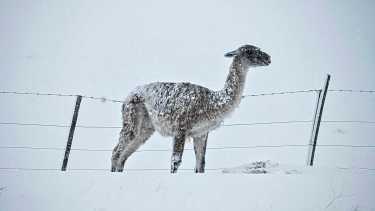 Mueren 27.000 guanacos por año en alambrados en Patagonia: un equipo trabaja por la protección