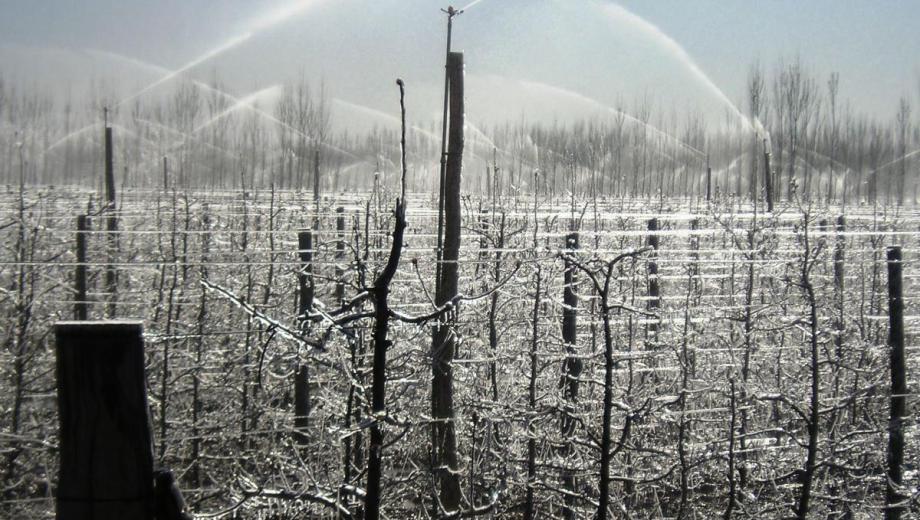 Conocé el pronóstico de heladas para los valles bajo riego de Neuquén y Río Negro. (Foto: archivo Juan Thomes)