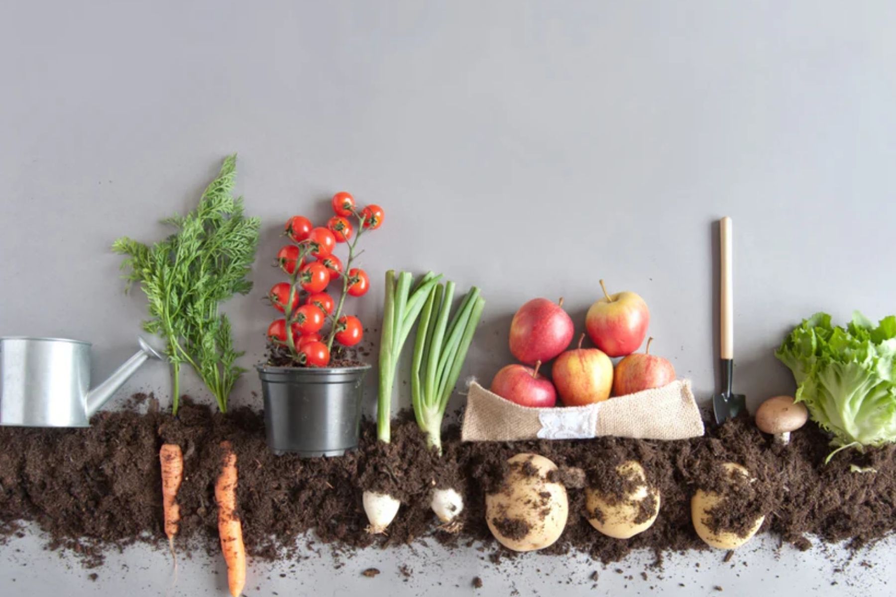 Cultivos ideales para sembrar en octubre en tu huerta casera