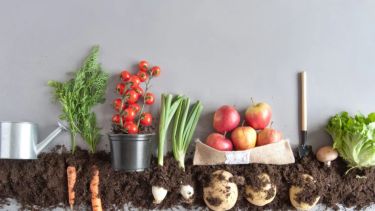 Huerta en casa: qué sembrar en octubre para tener rápido tu propia producción