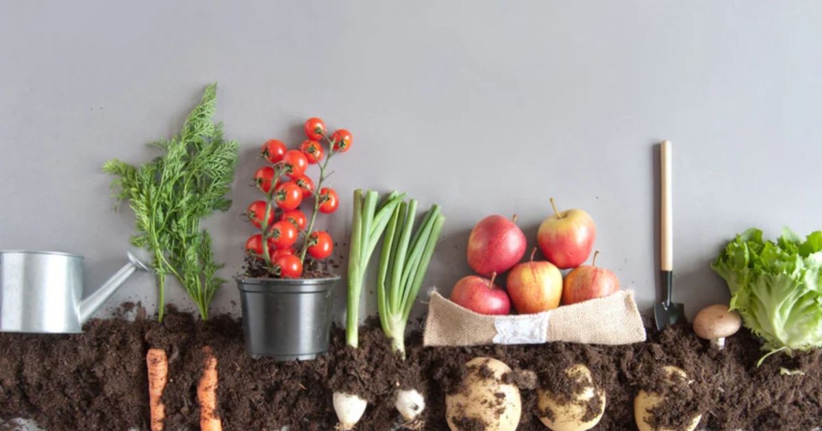 Cultivos ideales para sembrar en octubre en tu huerta casera
