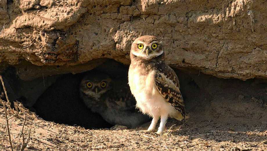 Apasionados de las aves salen a su encuentro en la región. Fotos: Alejandro Carnevale. 