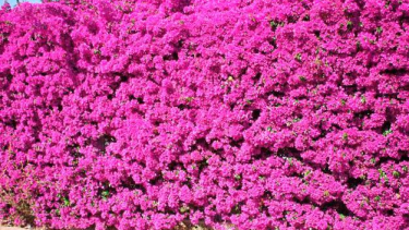 La planta trepadora ideal para septiembre y octubre: estalla en flores y cubre cercos