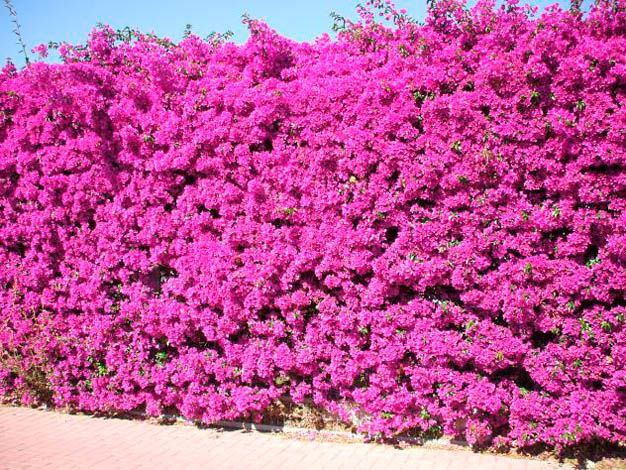 La Santa Rita es la trepadora perfecta para plantar en septiembre.-