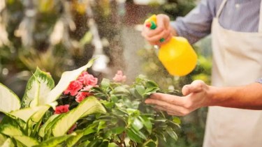 Plantas sanas y sin químicos: el truco casero con jabón neutro para eliminar plagas en primavera