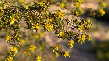 Olivillos, zampas, coirones y jarillas: plantas nativas ideales para los jardines del Alto Valle