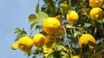 Imagen de El truco para regar el limonero y lograr limones gigantes en primavera