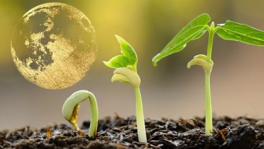 Cómo aprovechar la Luna Llena del 7 de septiembre para el crecimiento de tus plantas