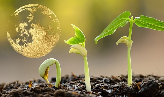 Luna llena y plantas