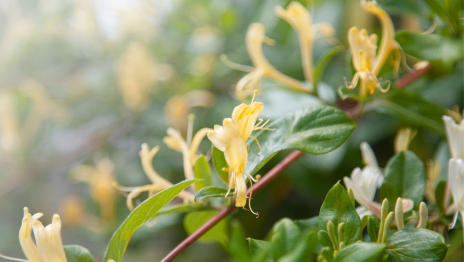 La primavera temprana ofrece la combinación ideal de temperaturas moderadas y mayor luminosidad.-