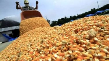 Estiman un crecimiento de la superficie destinada al maíz y el girasol con cifras récord para ambos cultivos