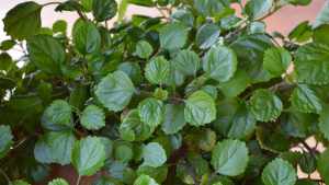 Ni cactus ni bambú: cuáles son las cinco plantas que atraen energía positiva, según el Feng Shui