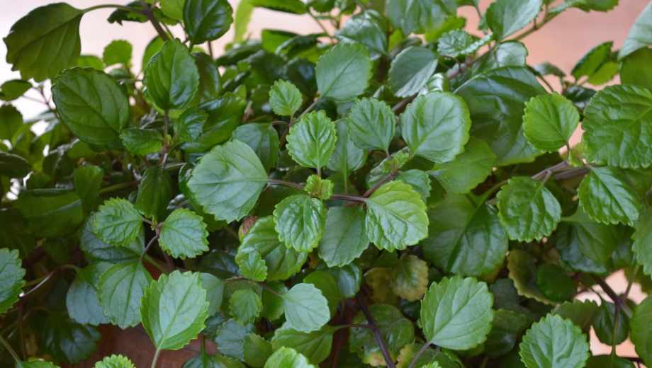 Cinco plantas para atraer energía positiva en el hogar, según el Feng Shui.-