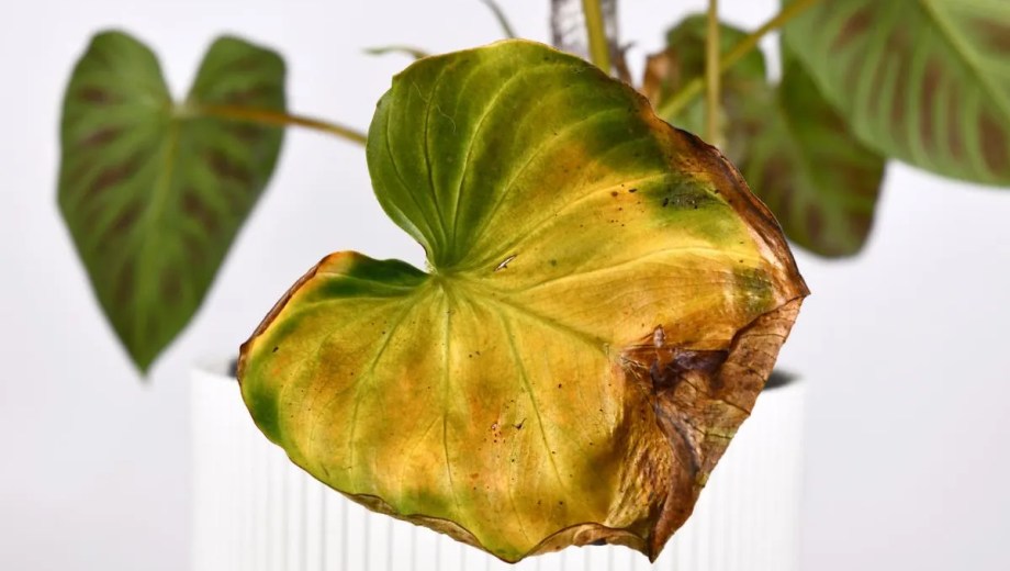 Si tu potus tiene las hojas marrones, puede ser por exceso de riego, falta de luz o ambiente seco.