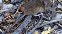 Imagen de Muerte de una mujer por hantavirus en San Martín de los Andes: hay una persona con aislamiento preventivo