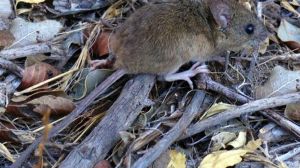 Aumentaron los casos de hantavirus en el país: hay menos en Patagonia, pero son más letales