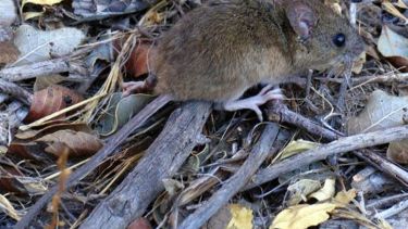 Aumentaron los casos de hantavirus en el país: hay menos en Patagonia, pero son más letales