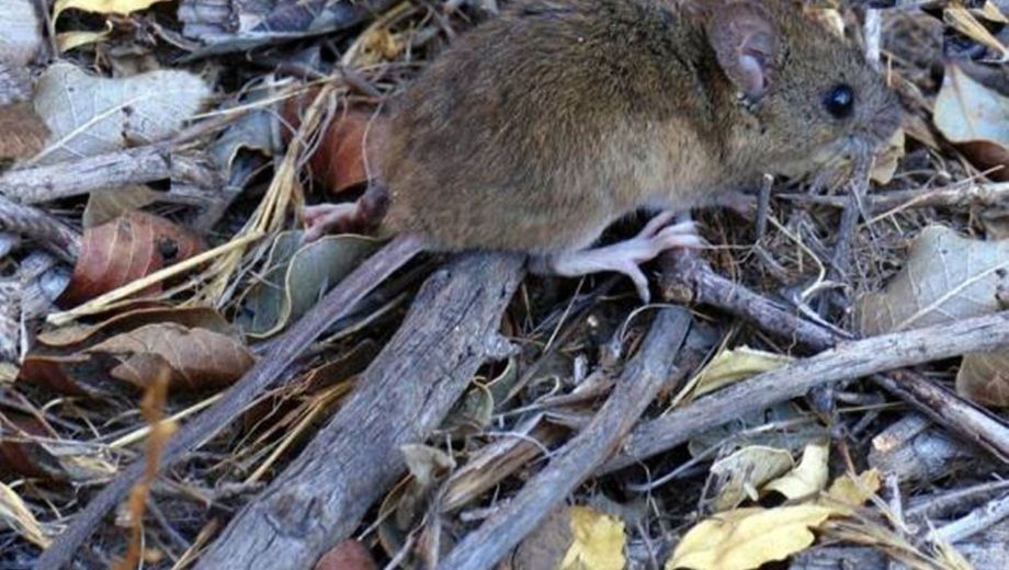 En 2025 se confirmaron casos de hantavirus en Neuquén y Río Negro. Foto: Gentileza Ministerio de Salud de Río Negro. 