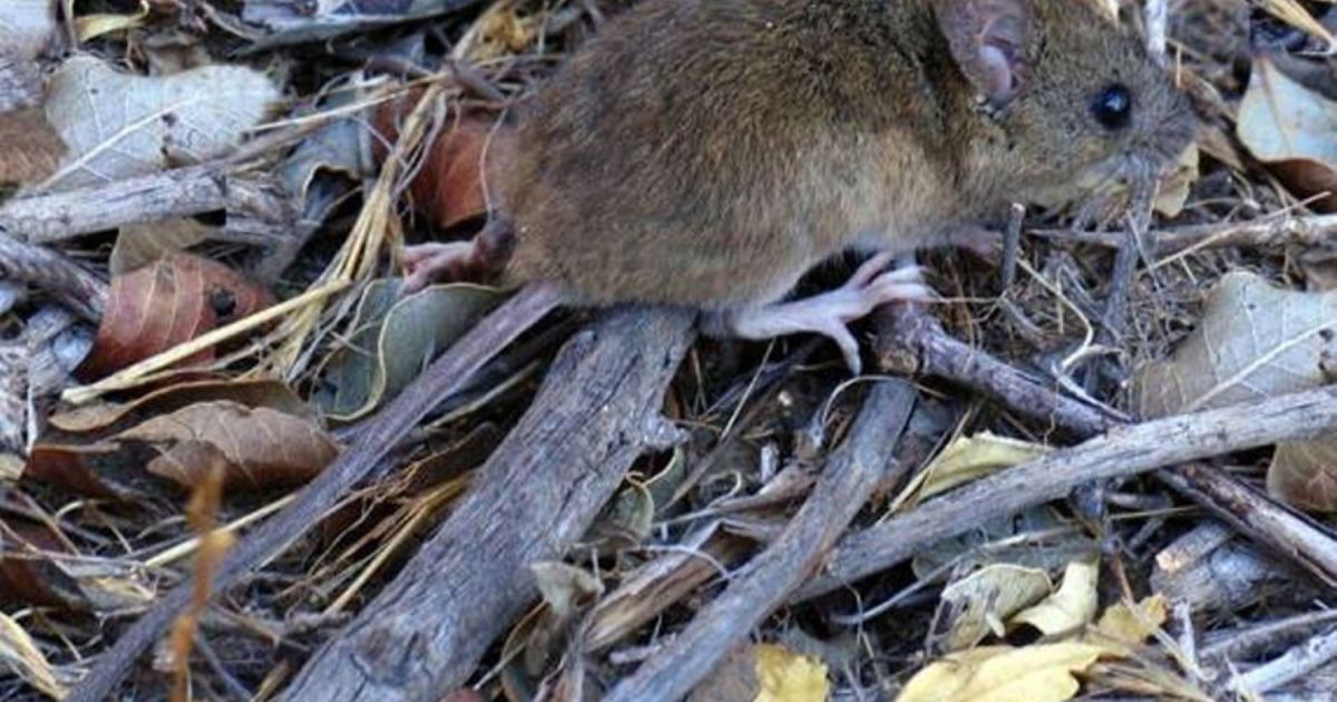 国内でハンタウイルス感染者が増加：パタゴニアでは感染者数は少ないが、致死性はより高い