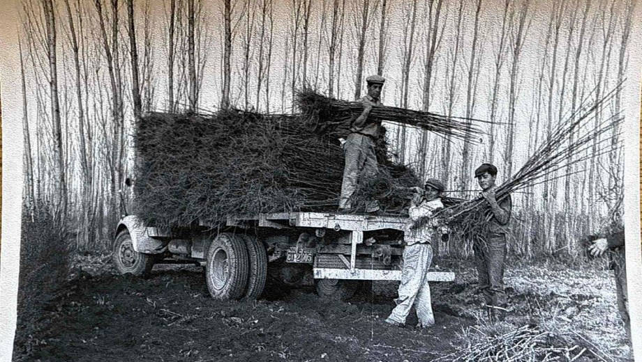 Cargando manzanos de un año en el despacho del Vivero de Villa Manzano.