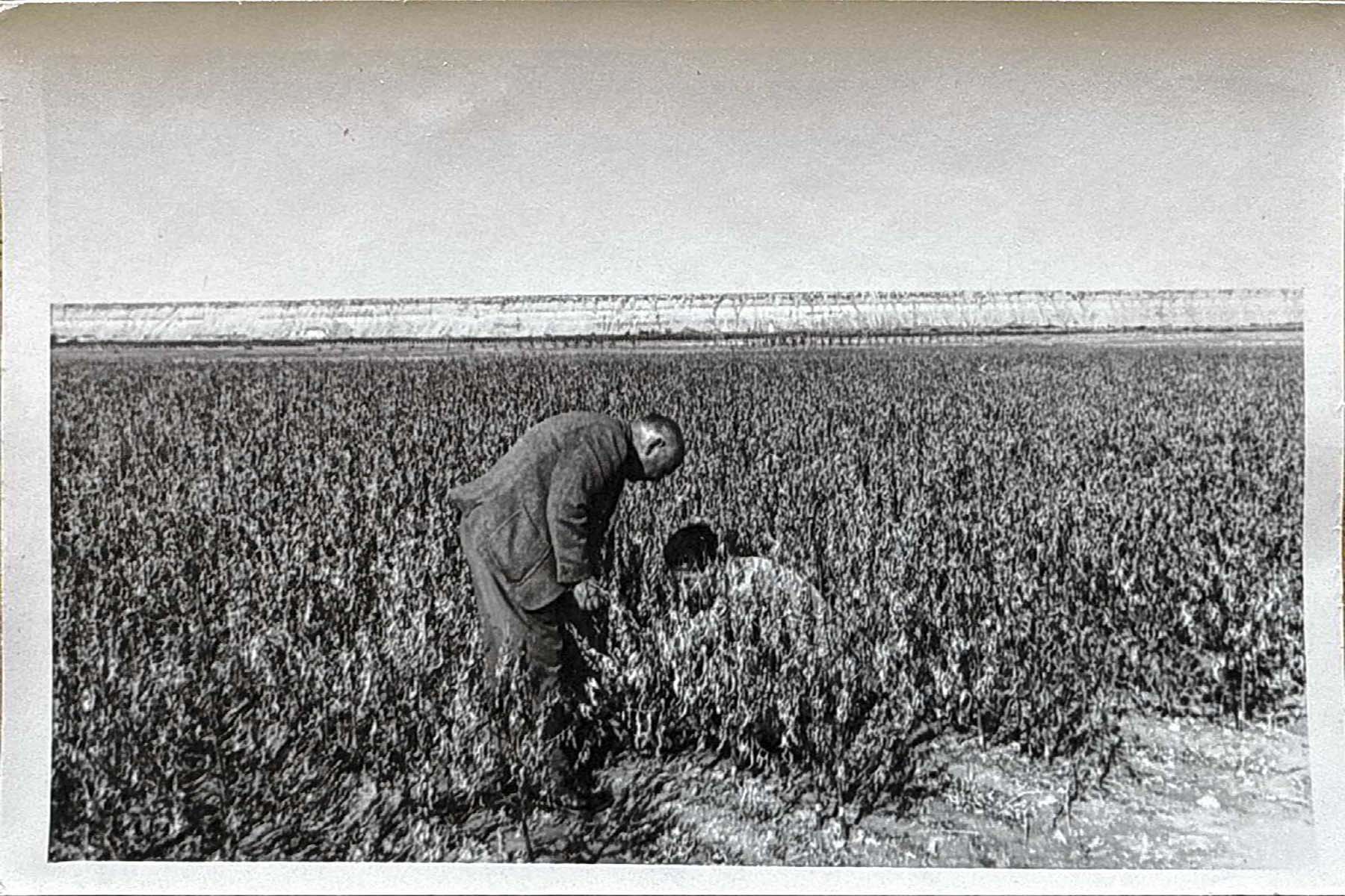 Don Juan Erich Rosauer en el vivero.