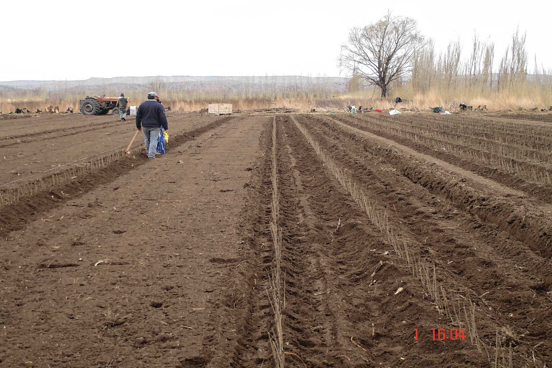 Tierra preparada en Los Álamos de Rosauer.