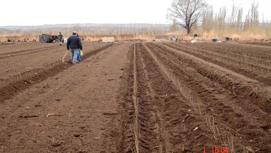 Tierra preparada en Los Álamos de Rosauer.