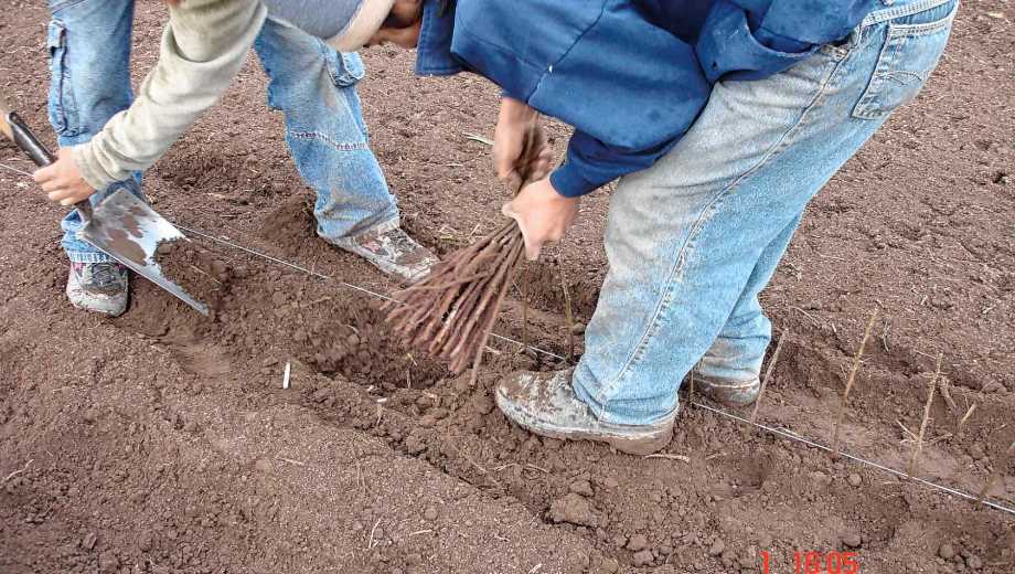 Plantación en el gran vivero de la Patagonia.