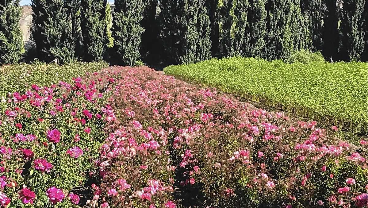 Vivero en la Patagonia.