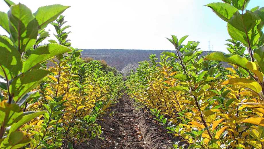 Plantaciones con altísima densidad en el vivero que dio origen a la fruticultura de Río Negro.