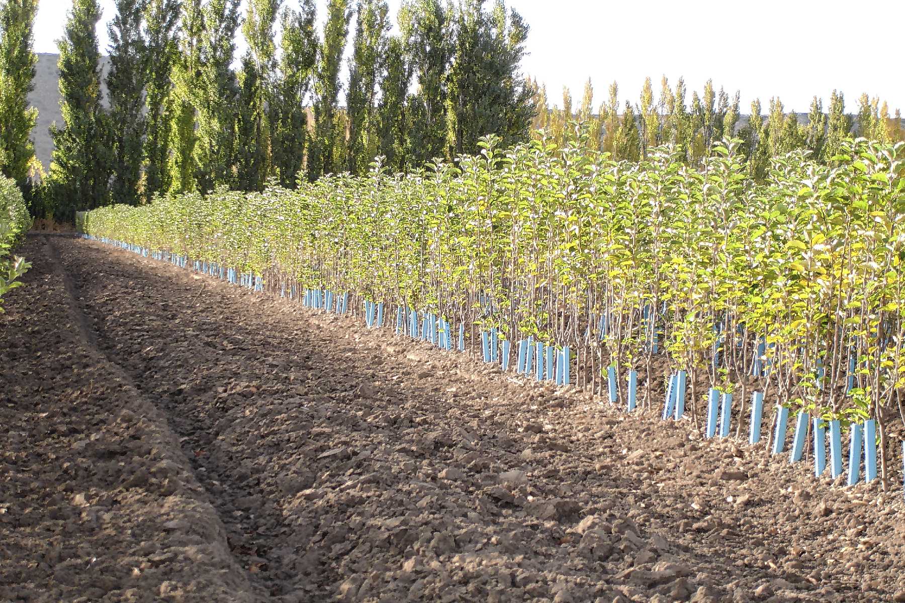 Almácigo en Río Negro.