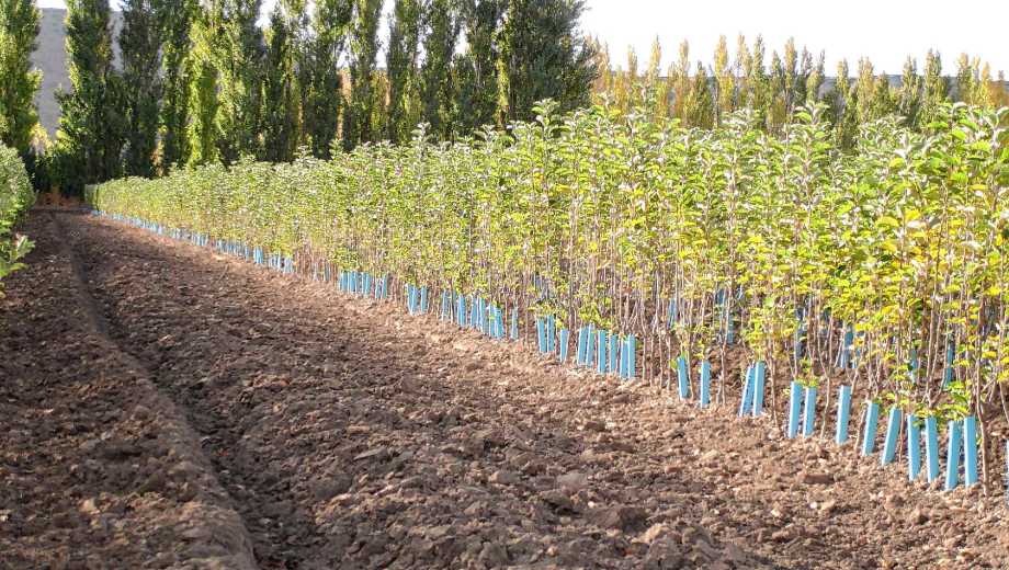 Almácigo en Río Negro.