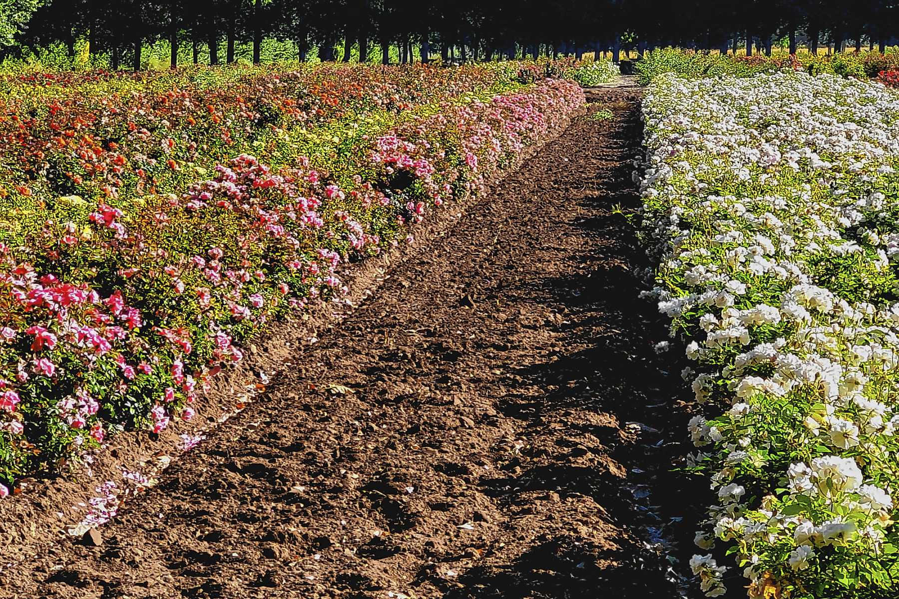 Vivero de rosales en Los Álamos de Rosauer.