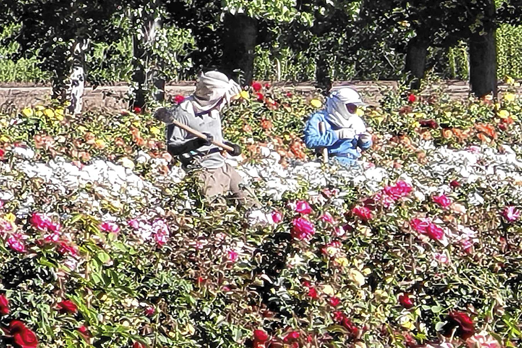 Rosales en Los Álamos de Rosauer.