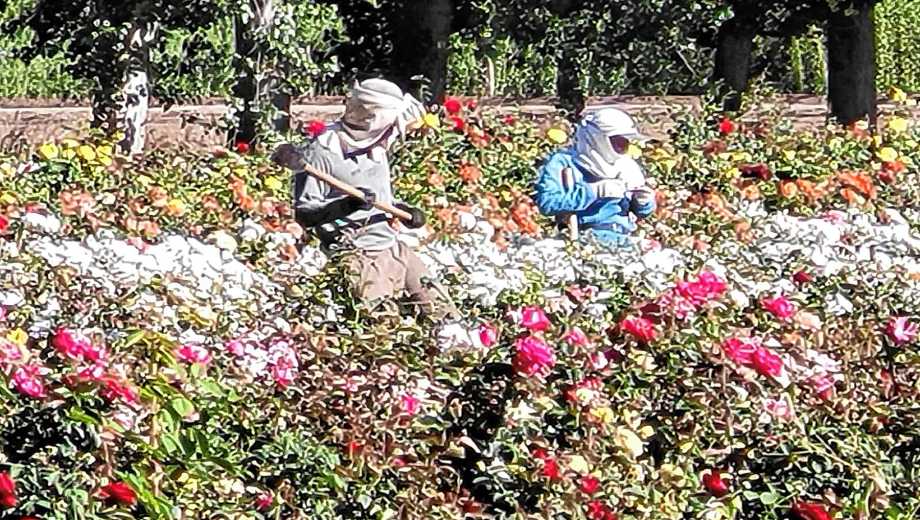 Rosales en Los Álamos de Rosauer.