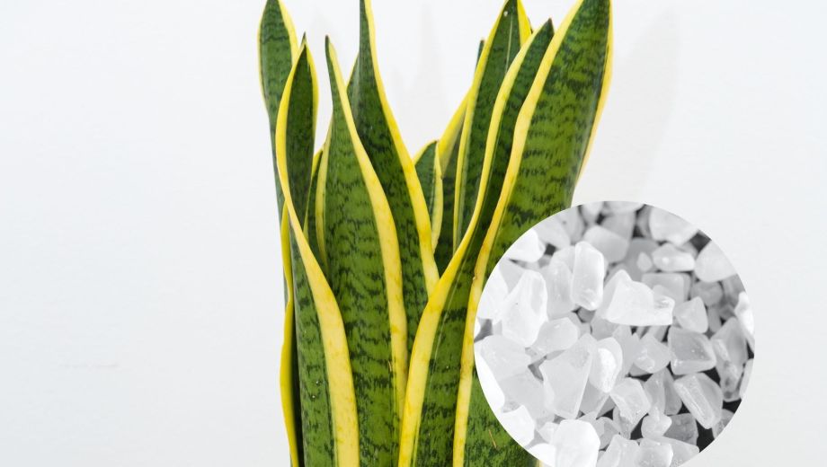 Se trata de un recurso económico y sencillo que, aplicado correctamente, ayuda a que la planta se mantenga libre de hongos y bacterias.