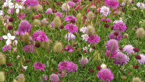 Cinco flores para tener un jardín lleno de color y perfume