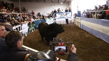 Conocé al toro que se vendió por $41 millones en la Expo de Conesa y fue récord