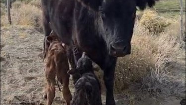 ¿Puede una vaca de 11 años tener mellizos? Conoce a &#8216;Viejita&#8217; y su sorprendente historia