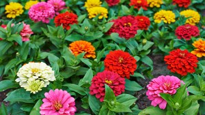 Que tu jardín explote de flores en primavera con estas plantas de rápido crecimiento y fáciles de cuidar